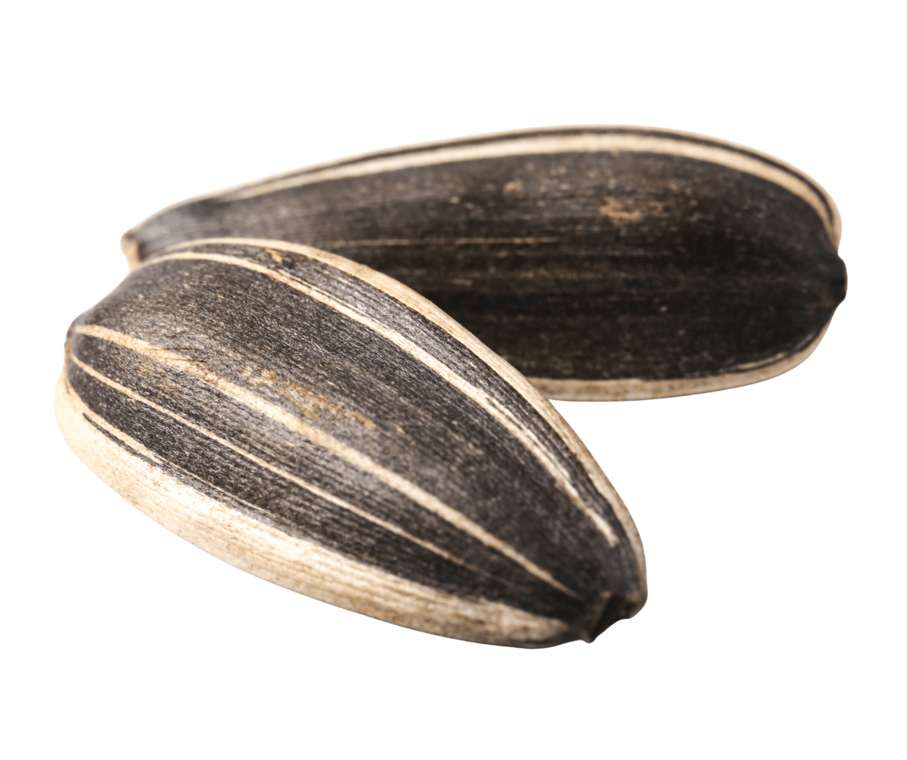 QPS Zonnebloempitten